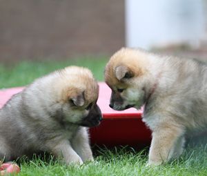 Preview wallpaper eurasier, puppies, dogs, playful