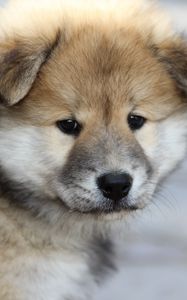 Preview wallpaper eurasier, puppy, dog