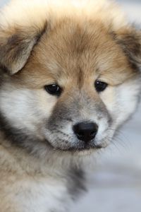 Preview wallpaper eurasier, puppy, dog