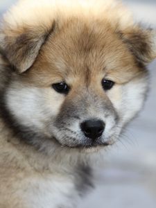 Preview wallpaper eurasier, puppy, dog