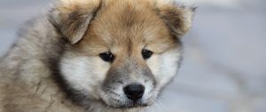 Preview wallpaper eurasier, puppy, dog