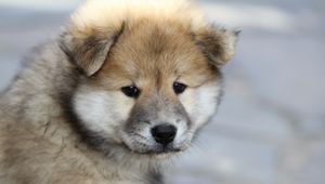 Preview wallpaper eurasier, puppy, dog