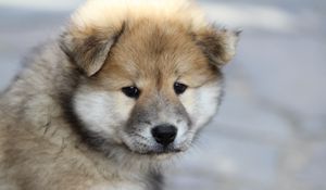 Preview wallpaper eurasier, puppy, dog