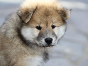 Preview wallpaper eurasier, puppy, dog