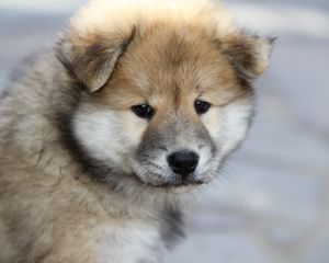 Preview wallpaper eurasier, puppy, dog