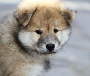 Preview wallpaper eurasier, puppy, dog