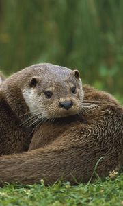 Preview wallpaper european, otter, couple, grass, lie