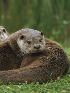 Preview wallpaper european, otter, couple, grass, lie