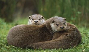 Preview wallpaper european, otter, couple, grass, lie