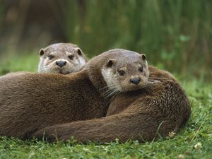 Preview wallpaper european, otter, couple, grass, lie