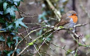 Preview wallpaper european robin, bird, branches, leaves, wildlife