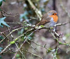Preview wallpaper european robin, bird, branches, leaves, wildlife