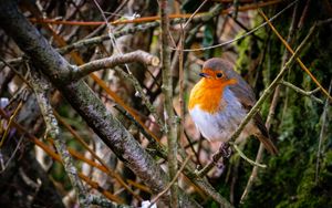 Preview wallpaper european robin, bird, feathers, branches