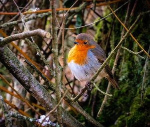 Preview wallpaper european robin, bird, feathers, branches