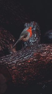 Preview wallpaper european robin, bird, timber