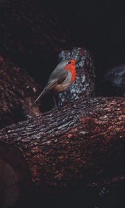 Preview wallpaper european robin, bird, timber