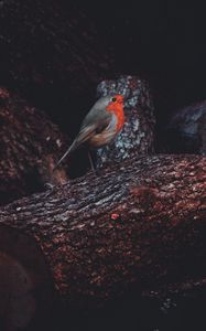 Preview wallpaper european robin, bird, timber