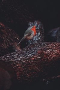 Preview wallpaper european robin, bird, timber