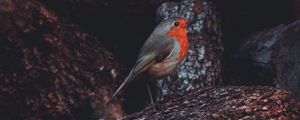 Preview wallpaper european robin, bird, timber