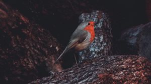 Preview wallpaper european robin, bird, timber