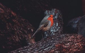 Preview wallpaper european robin, bird, timber