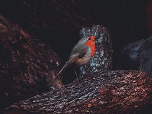 Preview wallpaper european robin, bird, timber