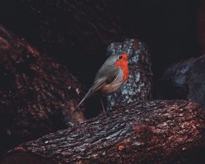 Preview wallpaper european robin, bird, timber