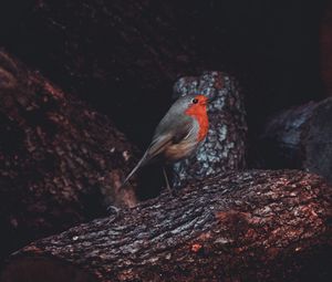 Preview wallpaper european robin, bird, timber