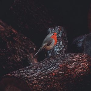 Preview wallpaper european robin, bird, timber