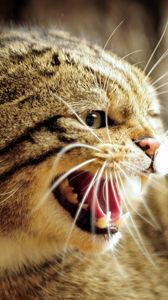 Preview wallpaper european wild cat, wild cat, face, teeth, jaws, rage, anger