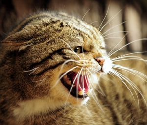 Preview wallpaper european wild cat, wild cat, face, teeth, jaws, rage, anger