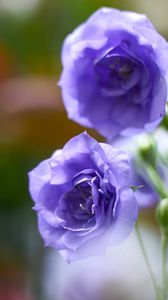 Preview wallpaper eustoma, flowers, petals, purple, blur