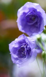 Preview wallpaper eustoma, flowers, petals, purple, blur