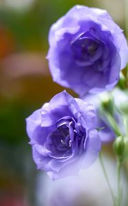 Preview wallpaper eustoma, flowers, petals, purple, blur