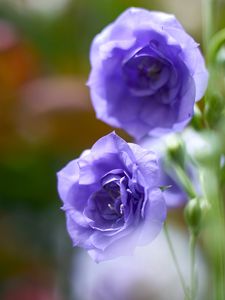 Preview wallpaper eustoma, flowers, petals, purple, blur