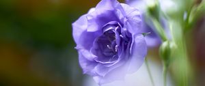 Preview wallpaper eustoma, flowers, petals, purple, blur