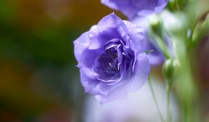 Preview wallpaper eustoma, flowers, petals, purple, blur