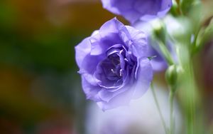 Preview wallpaper eustoma, flowers, petals, purple, blur