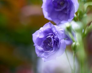 Preview wallpaper eustoma, flowers, petals, purple, blur