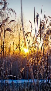 Preview wallpaper evening, grass, plants, sunset, sun, cold