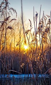 Preview wallpaper evening, grass, plants, sunset, sun, cold