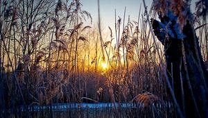 Preview wallpaper evening, grass, plants, sunset, sun, cold