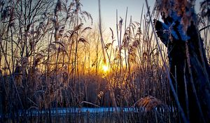 Preview wallpaper evening, grass, plants, sunset, sun, cold