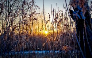 Preview wallpaper evening, grass, plants, sunset, sun, cold