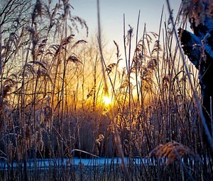 Preview wallpaper evening, grass, plants, sunset, sun, cold