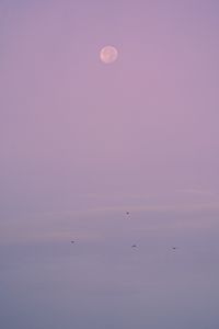 Preview wallpaper evening, moon, birds, purple