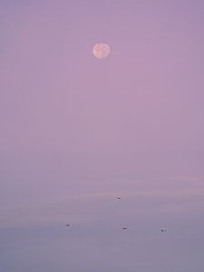 Preview wallpaper evening, moon, birds, purple