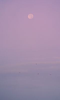 240x400 Wallpaper evening, moon, birds, purple