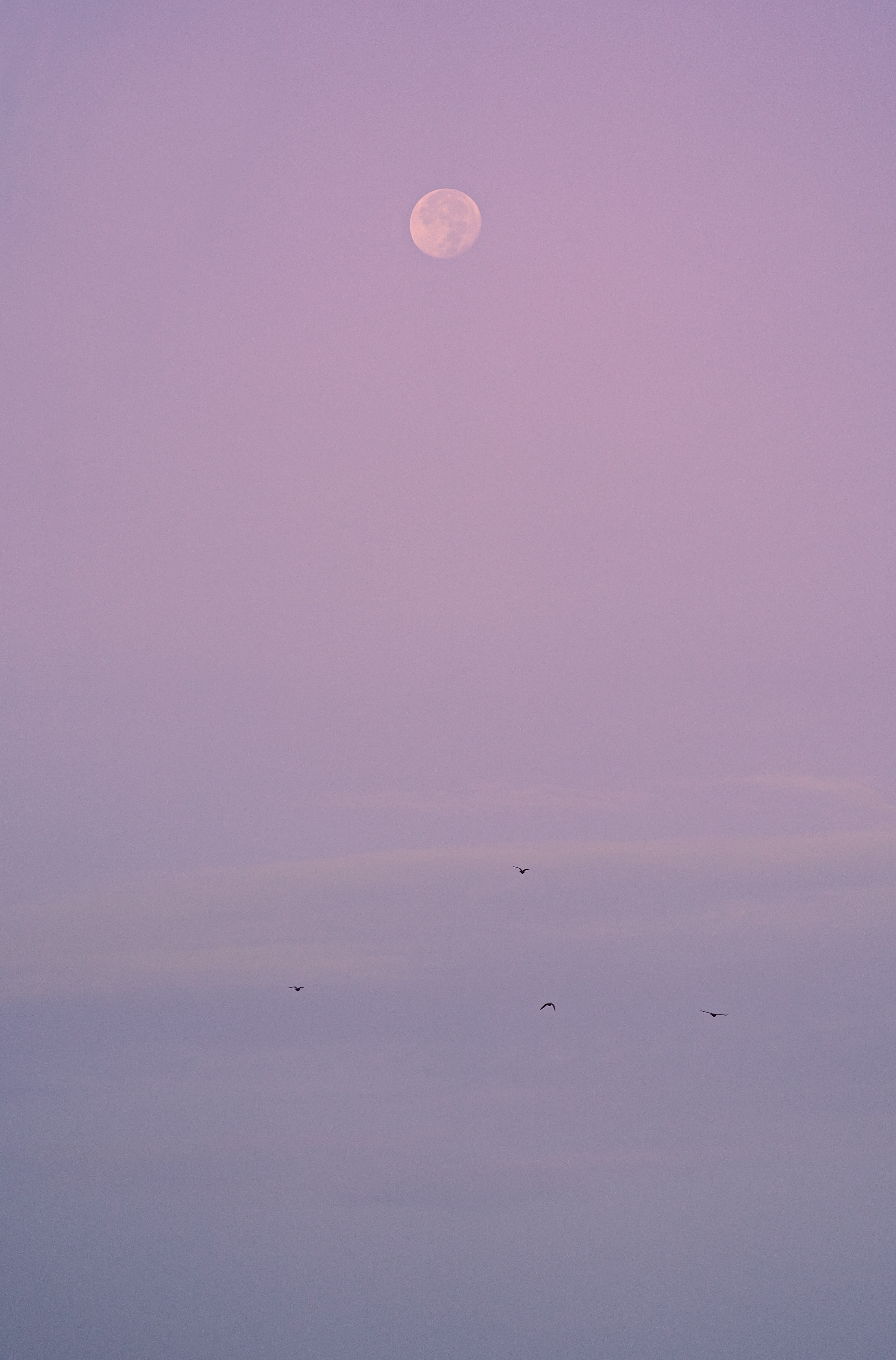 3869x5872 Wallpaper evening, moon, birds, purple