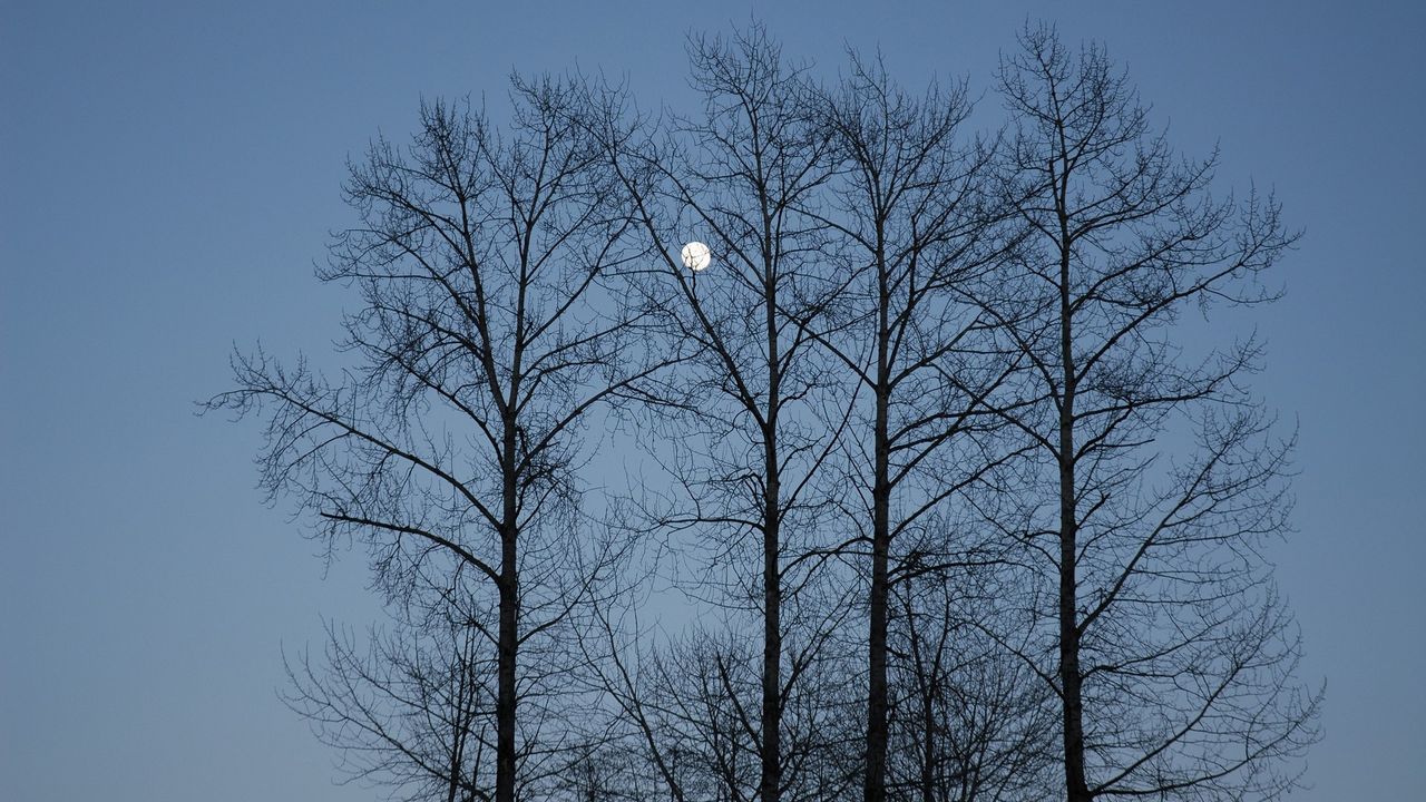 Wallpaper evening, moon, sky, branches, blue, trees